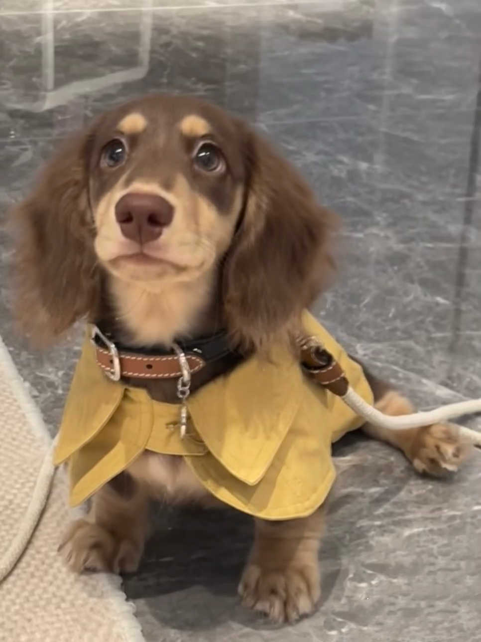 HKM-7340861 British Style Windbreaker Shawl for Small Dogs in Cheese Yellow - Casual Fit, Various Sizes Available