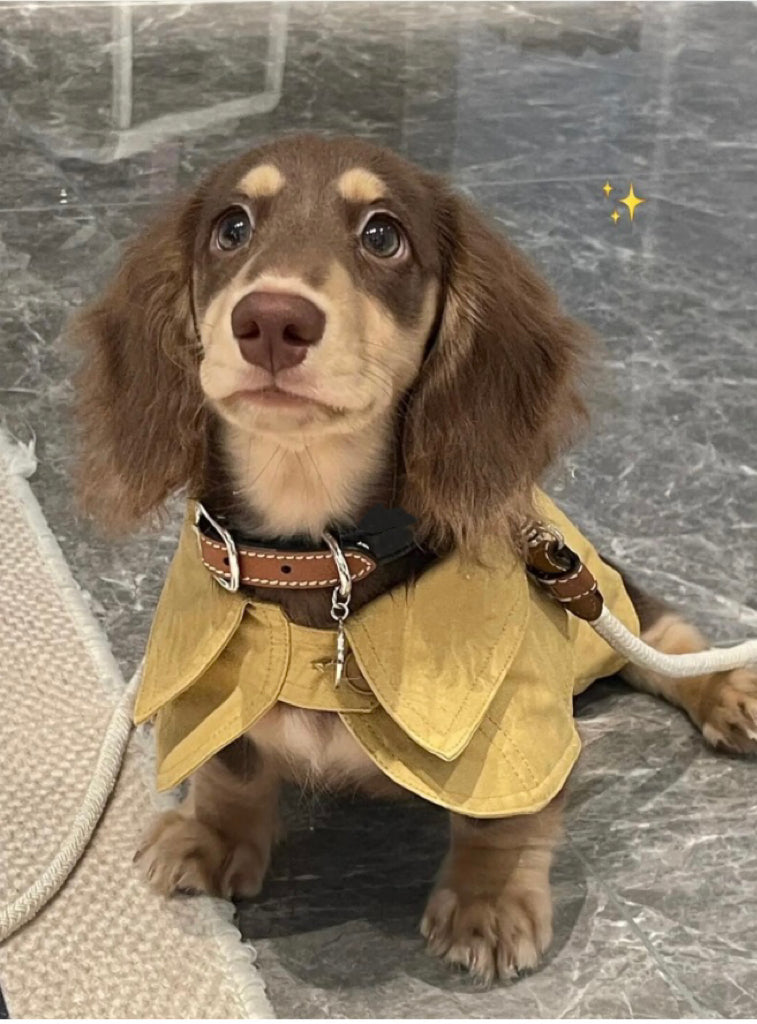 HKM-7340861 British Style Windbreaker Shawl for Small Dogs in Cheese Yellow - Casual Fit, Various Sizes Available