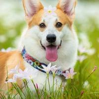 HKM-7343037 Adjustable Nylon Pet Collar with Digital Printing Design
