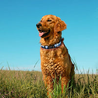 HKM-7343037 Adjustable Nylon Pet Collar with Digital Printing Design
