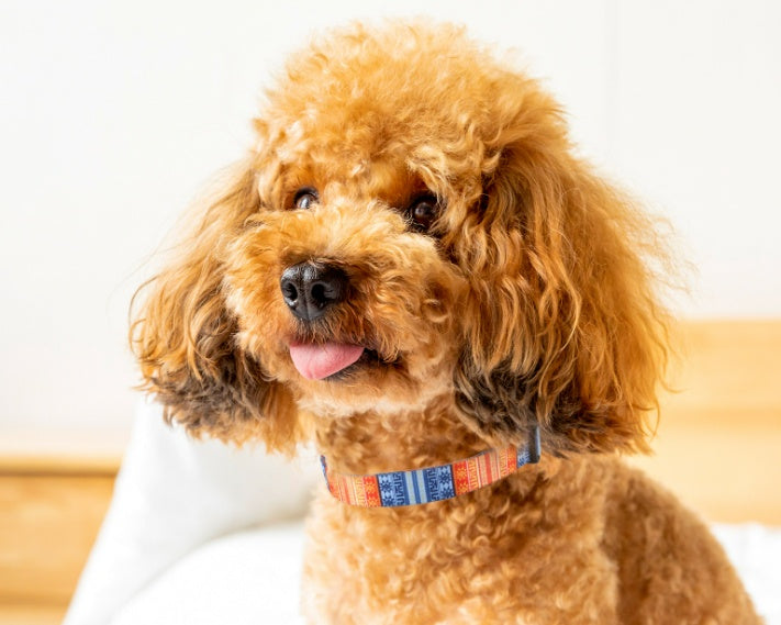 HKM-7343037 Adjustable Nylon Pet Collar with Digital Printing Design