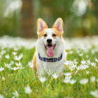 HKM-7343037 Adjustable Nylon Pet Collar with Digital Printing Design