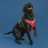 HKM-7344829 Comfortable Nylon Dog Chest Strap with Traction Rope - Adjustable S-XL Sizes