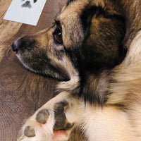 HKM-7479357 Children and Pets Commemorative Photo Album with DIY Fingerprint Rubbing Postcards