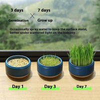 HKM-7499197 Hydroponic Cat Grass Kit with 5 Seed Packs and Cup - Potted Soilless Variety
