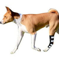 HKM-7726013 Glow-in-the-Dark Dog Knee Brace for Injury Recovery - Black Nylon with Reflective Velcro