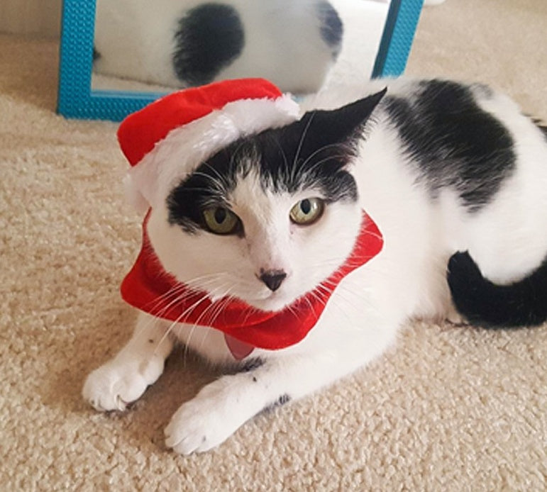 HKM-7839933 Christmas Hat and Scarf Set for Cats and Dogs - Red Short Plush, One Size