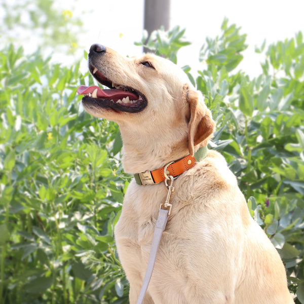 HKM-7844157 Durable Cowhide Pet Collar for Dogs - Adjustable Size, Multiple Colors Available