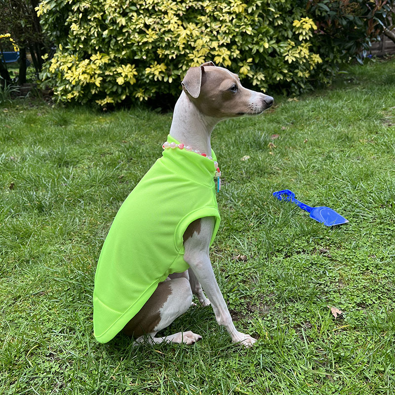 HKM-7904445 Breathable Anti Mosquito Vest for Pets - Fluorescent Green & Orange