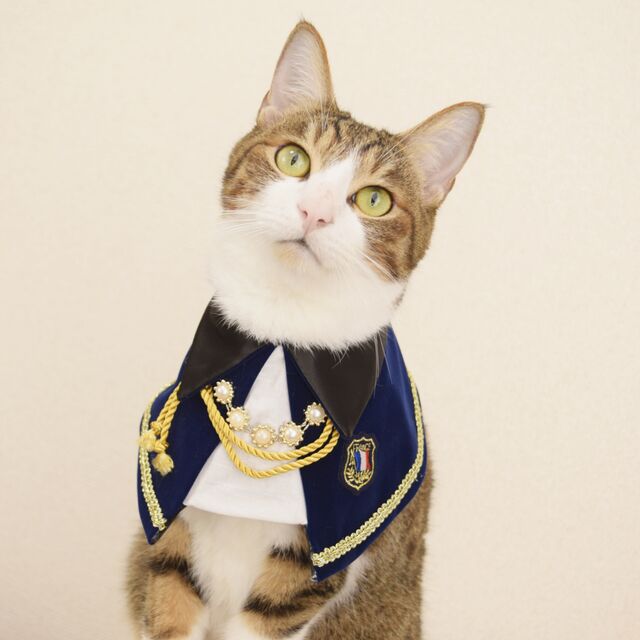 HKM-7929277 Handsome and Funny Cat Bib in Zombie and Duke Suit Designs - Polyester Material, Sizes S and L