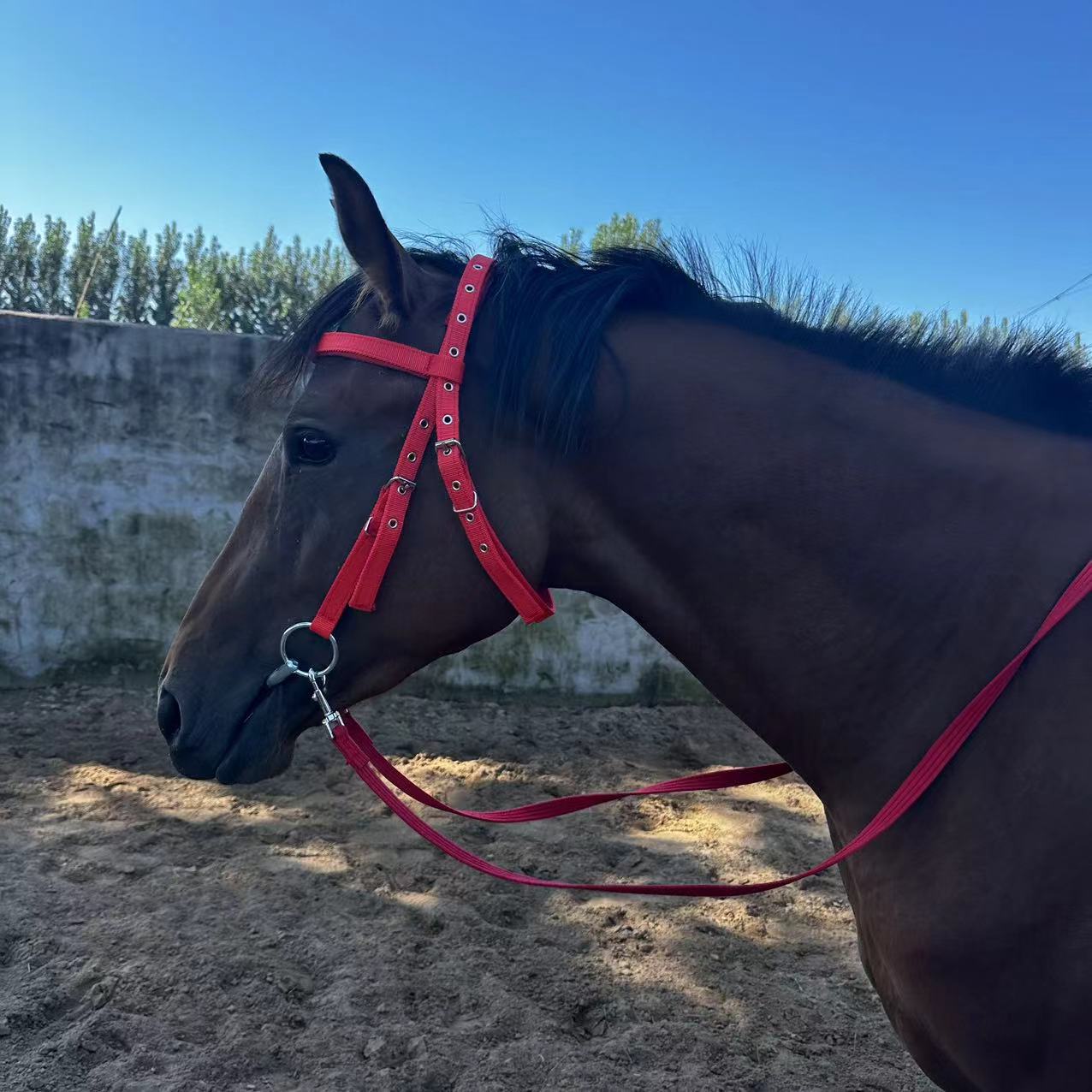 HKM-7987517 Adjustable Horse Halter with Rope - Available in Various Sizes and Colors