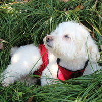 HKM-8002749 Waterproof Pet Apron for Belly Protection, Easy On and Off, Polyester & Short Plush Material