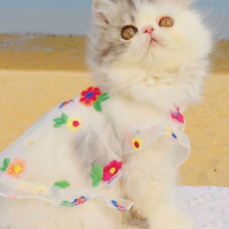 HKM-8030781 Flower Embroidery Dress for Cats with Hand-Woven Straw Hats