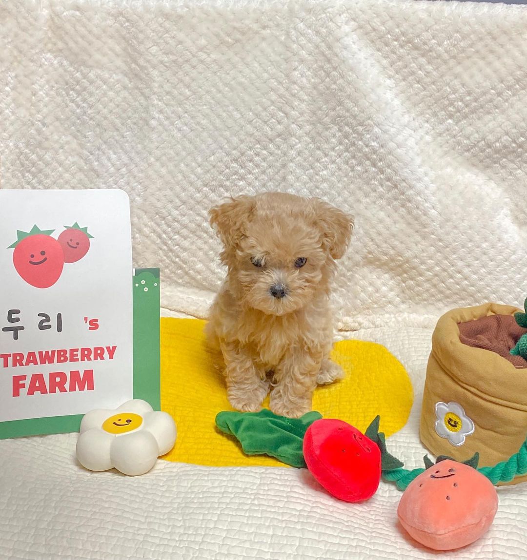 HKM-8039741 Strawberry Potted Plant Plush Toy with Hidden Treats for Pets