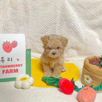 HKM-8039741 Strawberry Potted Plant Plush Toy with Hidden Treats for Pets