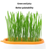 HKM-8062141 Hydroponic Cat Grass Planter with Wheat Seed Basin - Soil-Free, Available in White, Green, Red