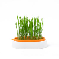 HKM-8062141 Hydroponic Cat Grass Planter with Wheat Seed Basin - Soil-Free, Available in White, Green, Red