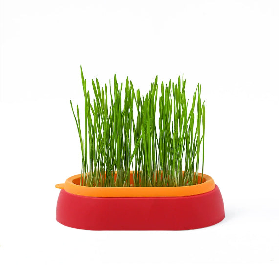 HKM-8062141 Hydroponic Cat Grass Planter with Wheat Seed Basin - Soil-Free, Available in White, Green, Red