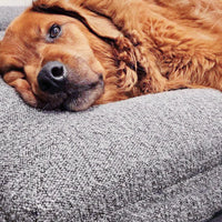 HKM-8224061 Beige Rectangular Bed Sofa Nest for Dogs - Various Sizes Available