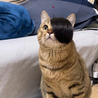 HKM-8273725 Funny Cat Wig Costume Accessory - Black Polyester Imitation Braid for Dress-Up