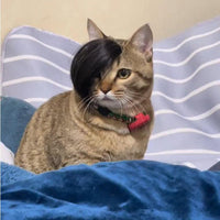 HKM-8273725 Funny Cat Wig Costume Accessory - Black Polyester Imitation Braid for Dress-Up