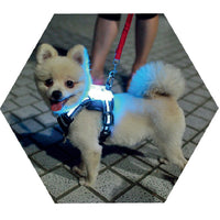 HKM-8308797 USB Rechargeable Luminous Silicone Dog Collar - 7 Colors Available for All Sizes