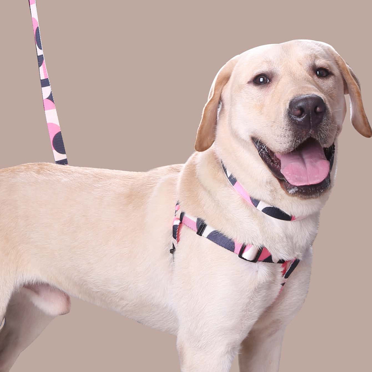 HKM-8315197 Three-Piece Set: Pink/White, Blue/Red, Green/White, Purple/Yellow Dog Leash, Collar, and Harness