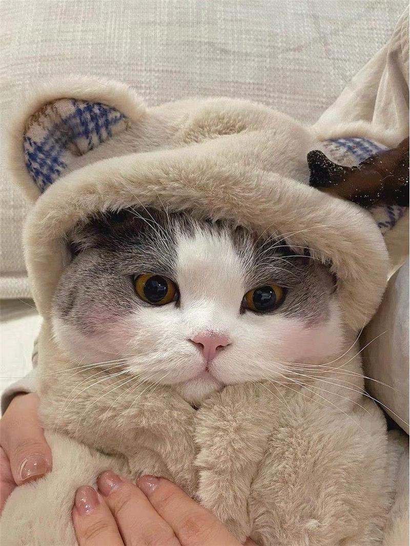 HKM-8340157 Cozy Bear Plush Cloak for Dogs and Cats - Warm Autumn/Winter Blanket
