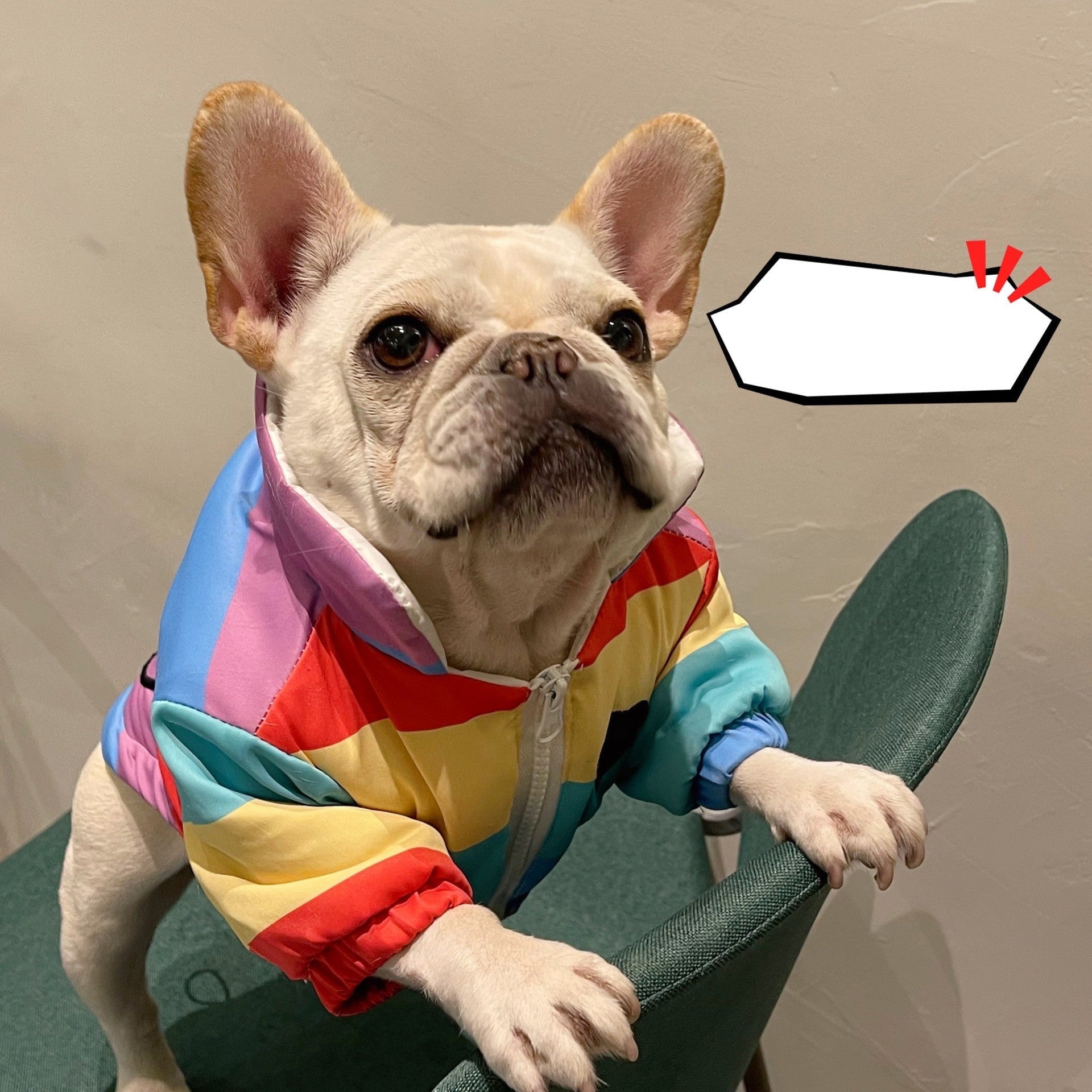 HKM-8361277 Rainbow Polyester Pet Clothes for Pugs, Schnauzers, and Teddy Dogs - Available in Multiple Sizes