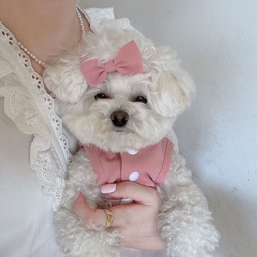 HKM-8423997 Pet Lace Maid Skirt for Dogs and Cats - Stylish Pink and Blue Options Available