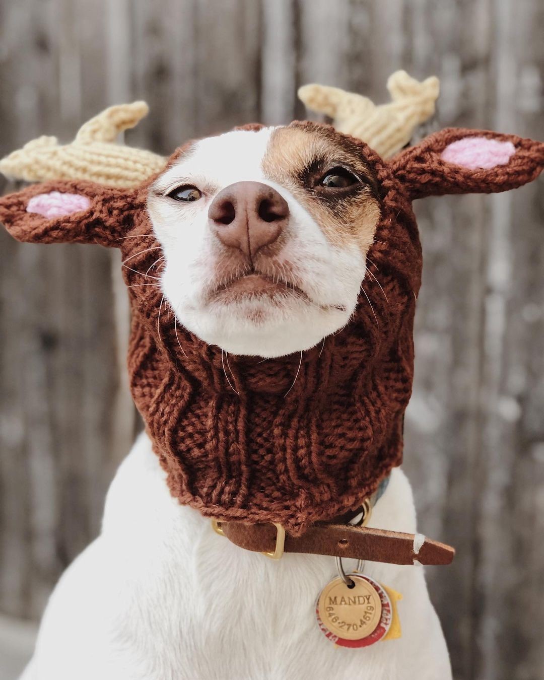 HKM-8486973 Warm Windproof Knitted Pet Dog Head Cover - Various Styles Available