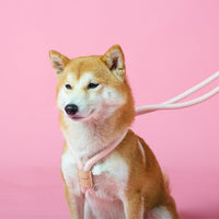 HKM-8491709 Integrated Round Rope Dog Leash in Green and Pink - Durable Cloth Traction Belt
