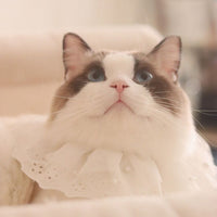 HKM-8517309 Lace Edge Bib Accessories for Cats and Dogs - Adjustable Saliva Towel with Loose Pearl Design