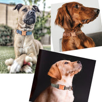 HKM-8532285 Personalized Durable Nylon Dog Leash with Anti-Lost Collar Set