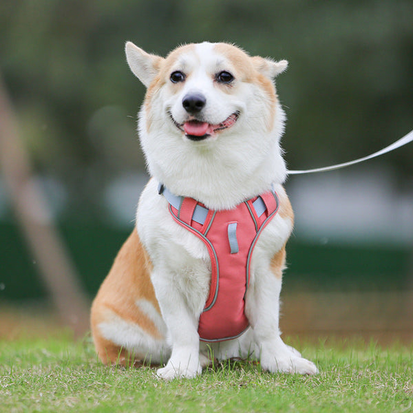 HKM-8574013 Large Anti-Slip Pet Chest Harness with Traction Rope in Various Colors