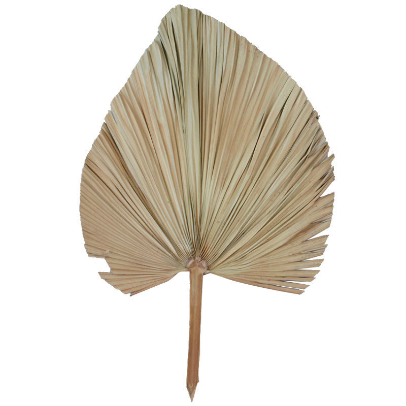 HKM-859347 Dried Palm Leaf for Window Reception and Wedding Arch Decoration