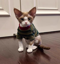 HKM-8710333 Adorable Dark Green Striped Two-Legged Vest for Pets ¨C Trendy, Durable, and Breathable