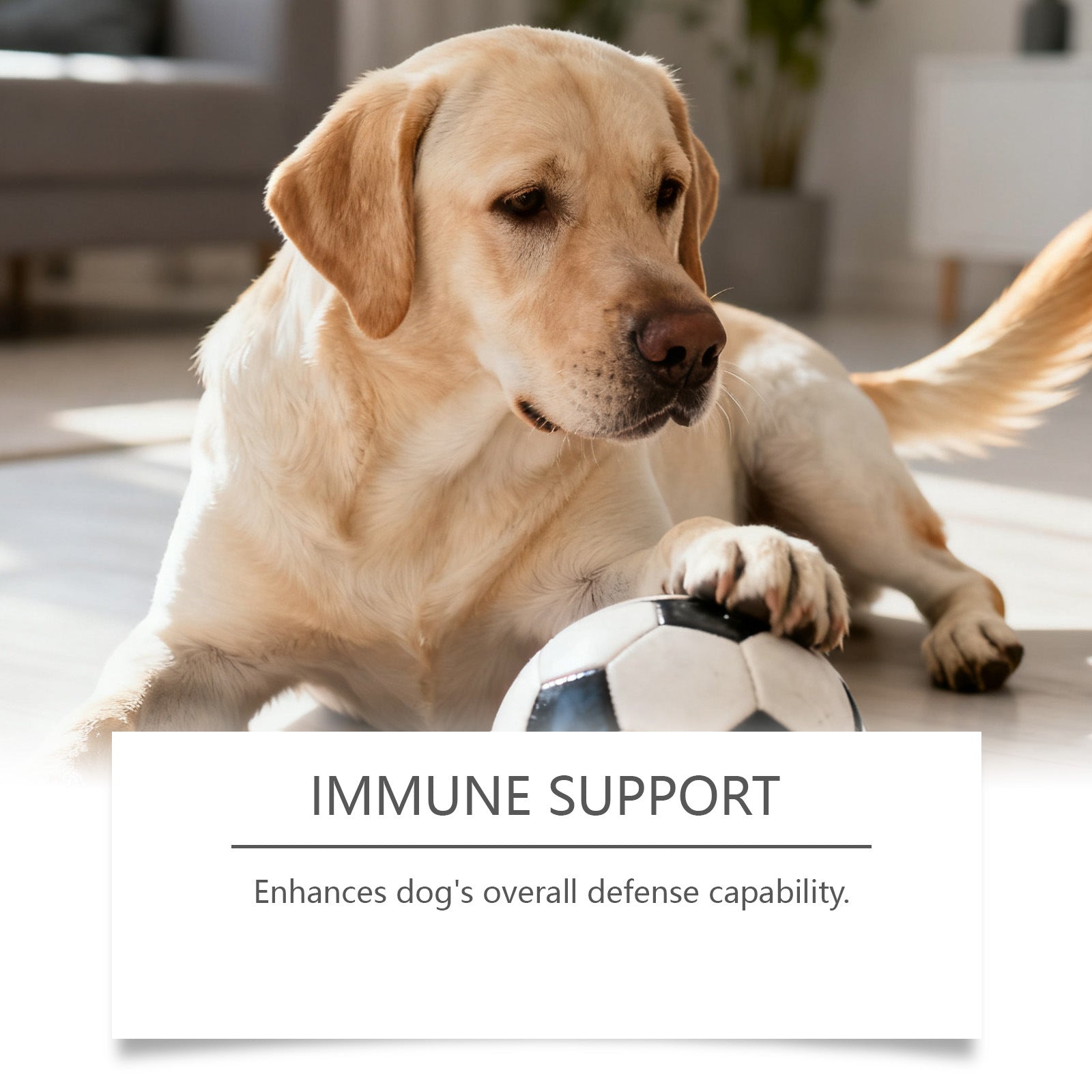 HKM-8711613 Daily Probiotic Soft Granules for Dog Gut Health with Pumpkin, Flaxseed Oil, and Digestive Enzymes 200g