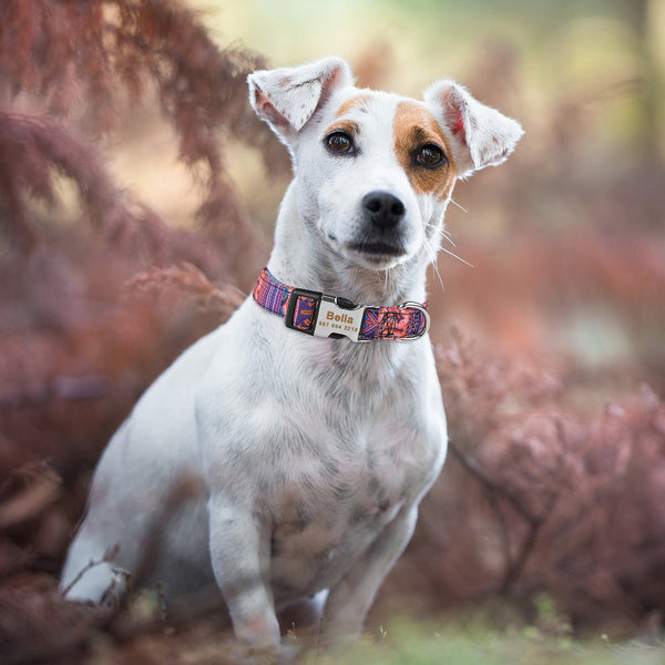 HKM-8761661 Personalized Eco-friendly Adjustable Dog Collar with Engraved ID Tag for All Breeds