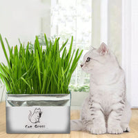 HKM-877715 Organic Soilless Cat Grass for Clean Oral Health - Ryegrass, Wheat, Barley Blend