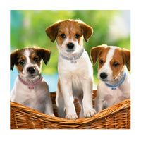 HKM-8823357 Alloy Dog Necklace with Adjustable Length ¨C Available in White, Pink, and Blue