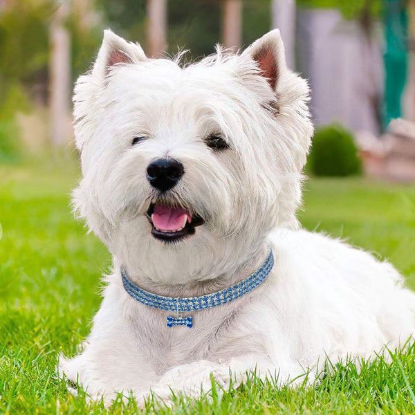 HKM-8823357 Alloy Dog Necklace with Adjustable Length ¨C Available in White, Pink, and Blue