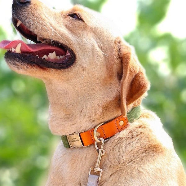 HKM-8827197 Small Dog Neck Collar with Traction Rope in Various Colors and Sizes