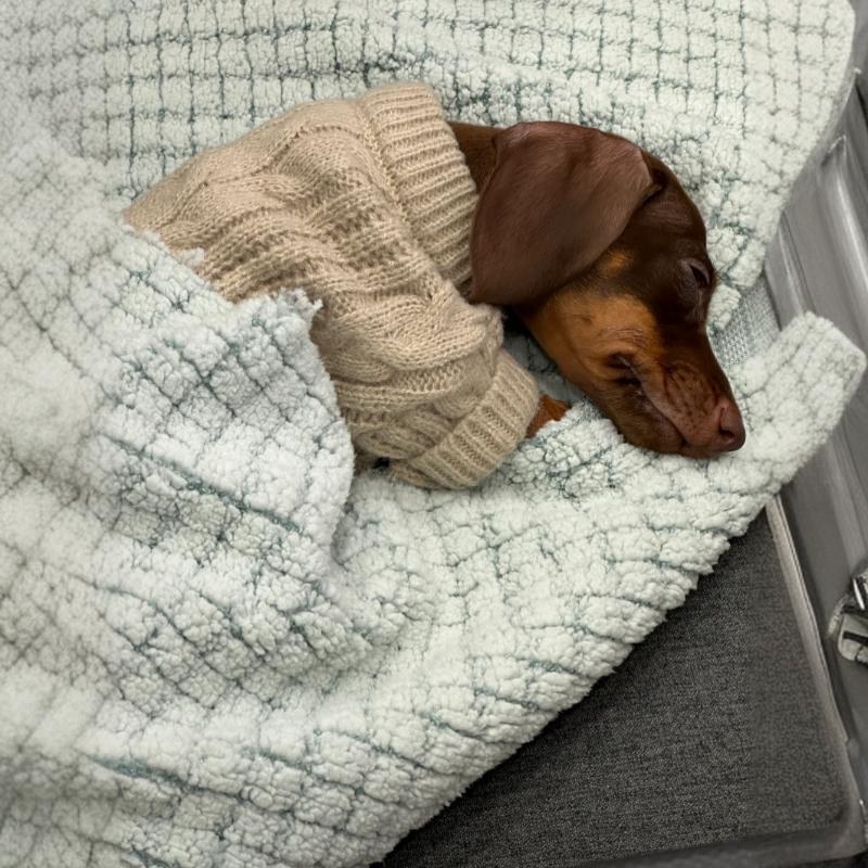 HKM-8848189 Cozy British Style Sausage Sweater for Pets in Greige – Sizes XS to XL Available