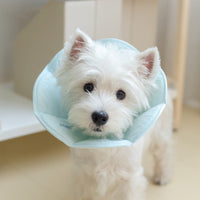 HKM-8921661 Waterproof Anti-Licking Headgear Collar for Dogs in Light Matcha, Blue Love Jade, Light Strawberry