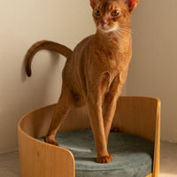 HKM-8962237 Solid Wood Cat Bed ¨C Removable Nest in Walnut Finish, 35x24cm & 50x24cm Sizes