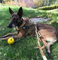 HKM-9033277 Adjustable Tactical Dog Leash and Collar Set for Medium and Large Dogs - Ideal for Walking and Training