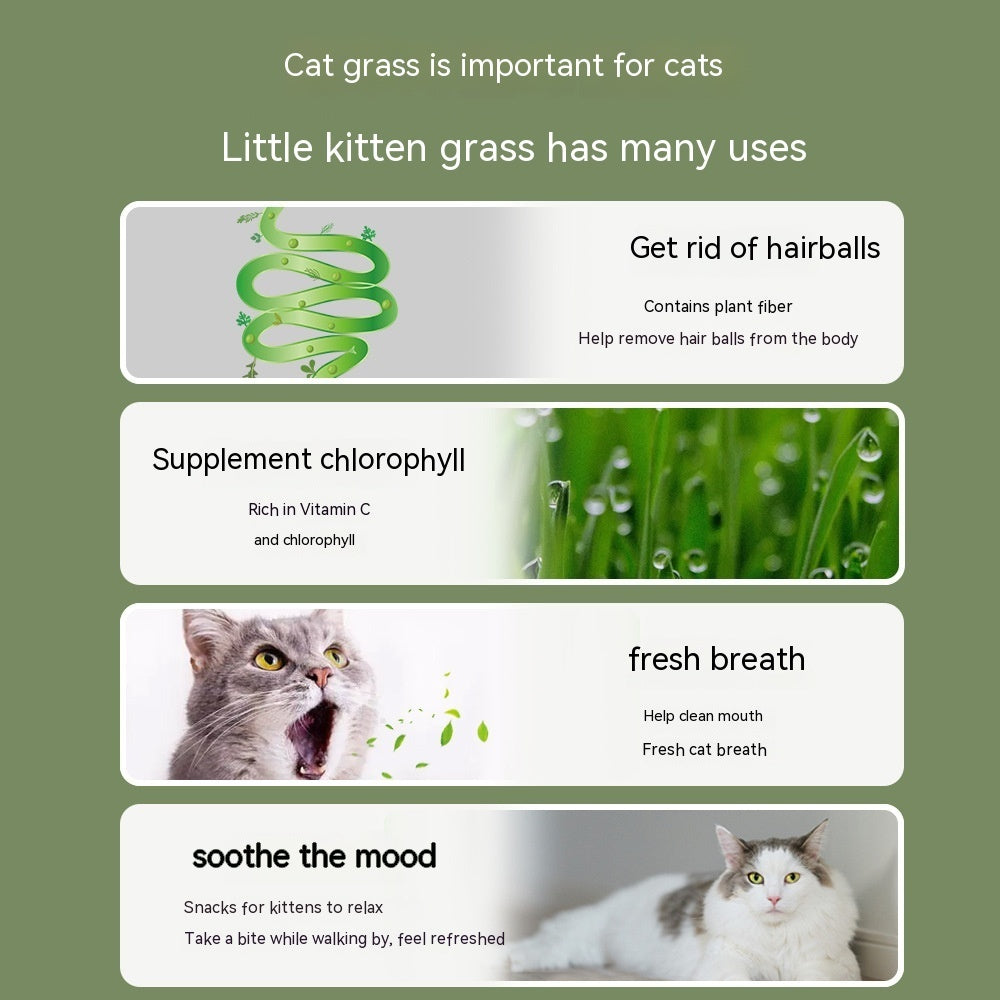 HKM-9121853 Hydroponic Cat Grass Oral Care Snacks for Hairball Relief