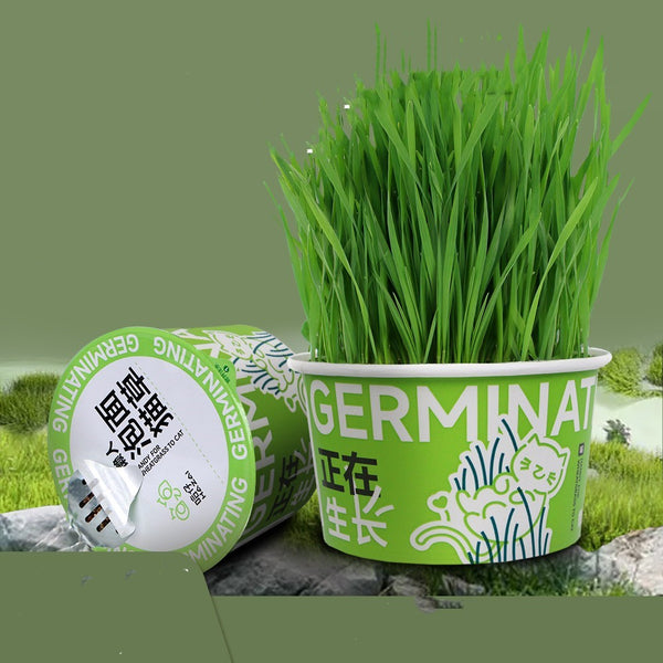 HKM-9121853 Hydroponic Cat Grass Oral Care Snacks for Hairball Relief
