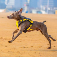 HKM-9125821 Dog Chest Strap Vest - Adjustable Nylon Harness in Orange/Blue and Yellow/Brown